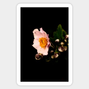 Low key pink flower Sticker